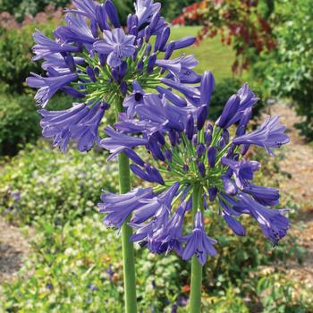 Agapanthus praecox 'Blue Bayou' PP26420