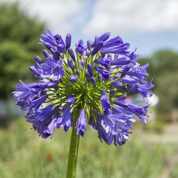 Agapanthus praecox Straight A® 'Blue Bayou' (276645)