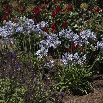 Agapanthus praecox Straight A® 'Blue Flare' (276646)