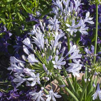 Agapanthus praecox 'Blue Flare' PP26422