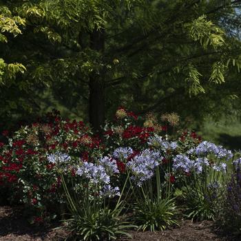 Agapanthus praecox Straight A® 'Blue Flare' (276648)