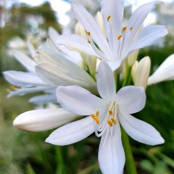 Agapanthus praecox 'Shona' PP31887