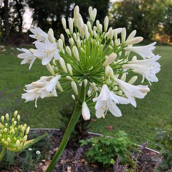 Agapanthus praecox Straight A® 'Shona' (276653)