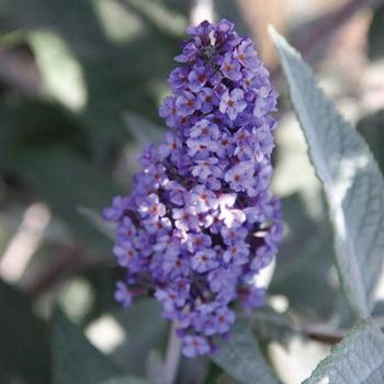 Buddleia 'Bostulu' PP25708