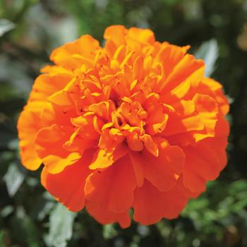 Tagetes patula nana