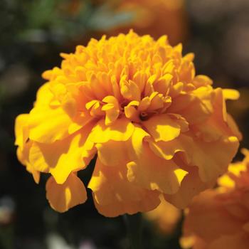 Tagetes patula nana