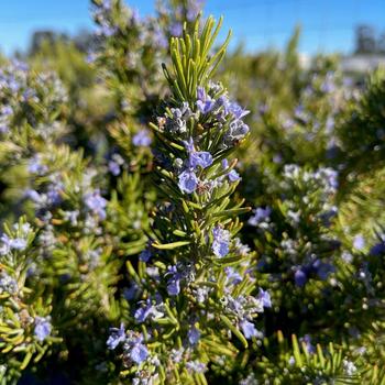 Rosmarinus officinalis 'Tuscan Beauty' (276674)