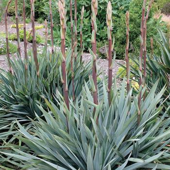 Yucca 'Silver Anniversary'