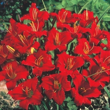 Hemerocallis 'Little Business' 