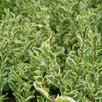 Ligustrum japonicum 'Variegatum' 