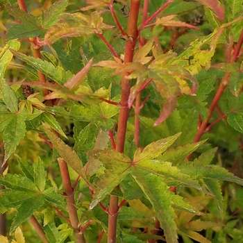 Acer palmatum 'Baton Rouge' 