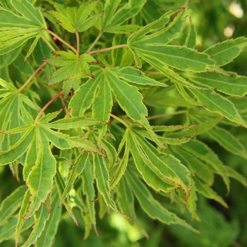 Acer palmatum 'Dr. Seuss' 