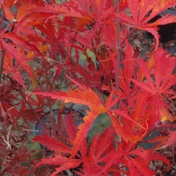 Acer palmatum 'Fascination' 