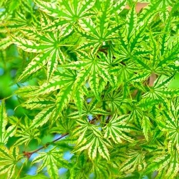 Acer palmatum 'Higasayama' 