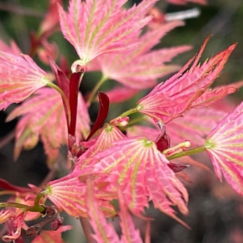 Acer palmatum 'Ikandi' 