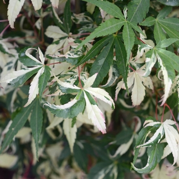 Acer palmatum 'Ilarian' 