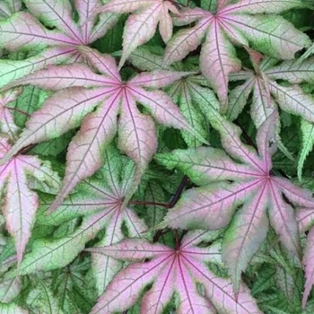 Acer palmatum 'Jubilee' 