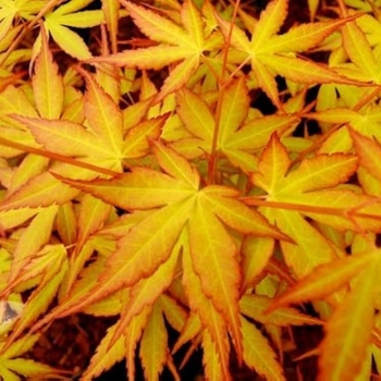 Acer palmatum 'Katsura Hime' 