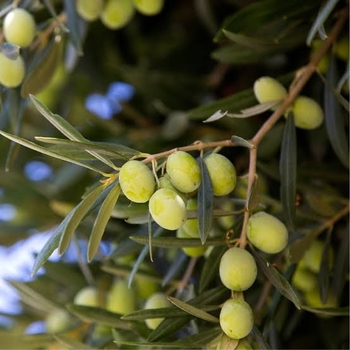 Olea europaea 'Mission' 