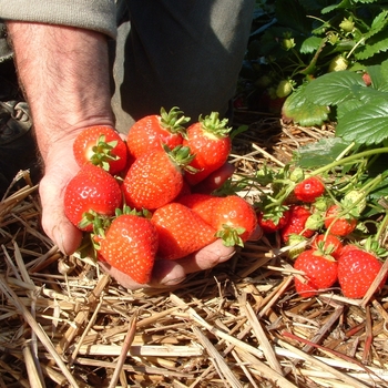 Fragaria x ananassa 'Milan' 