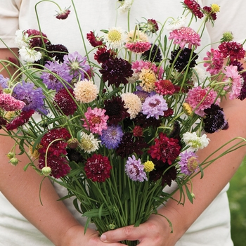 Scabiosa 'Multiple Varieties' 