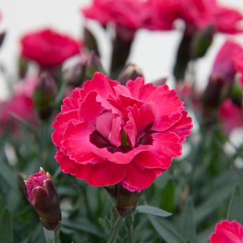 Dianthus 'Early Love®' PP30870