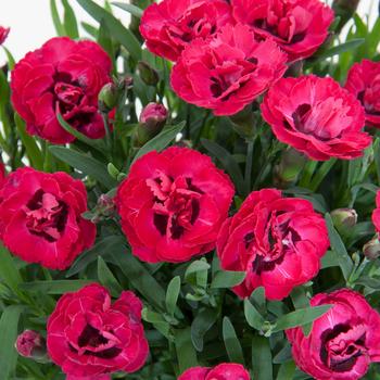 Dianthus 'Early Love®' (276731)