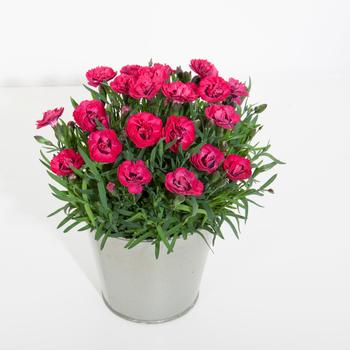 Dianthus 'Early Love®' (276732)