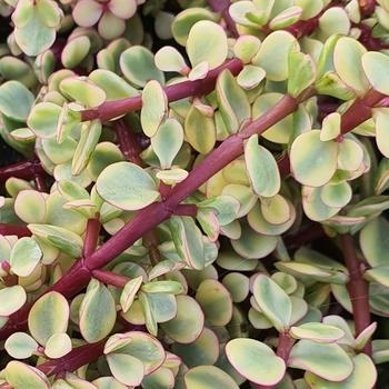 Portulacaria afra 'Variegata' 