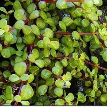 Portulacaria afra prostrata