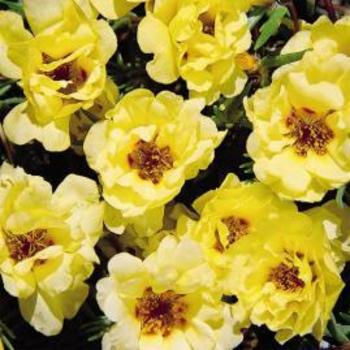 Portulaca grandiflora 'Sundial Yellow' 