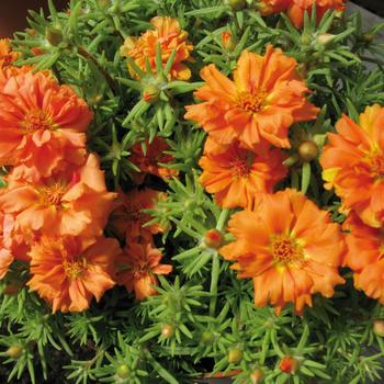 Portulaca grandiflora 'Sundial Orange' 