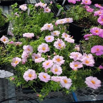 Portulaca grandiflora 'Sundial Light Pink' 