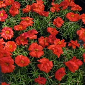 Portulaca grandiflora 'Sundial Deep Red' 