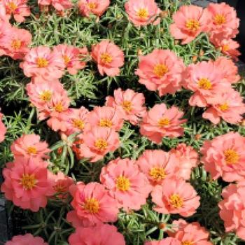 Portulaca grandiflora 'Sundial Coral' 