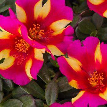 Portulaca oleracea 'Watermelon Punch' 