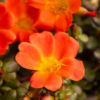 Portulaca oleracea