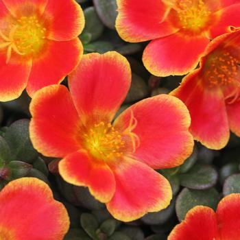 Portulaca oleracea 'Rum Punch' 