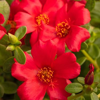 Portulaca oleracea