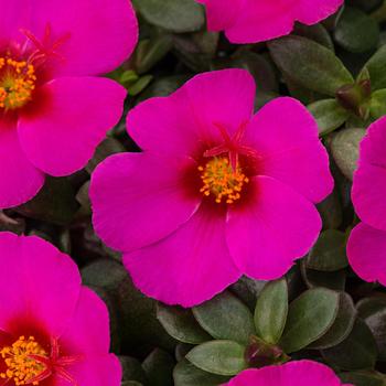 Portulaca oleracea