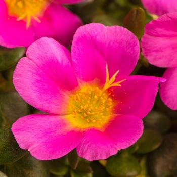 Portulaca oleracea