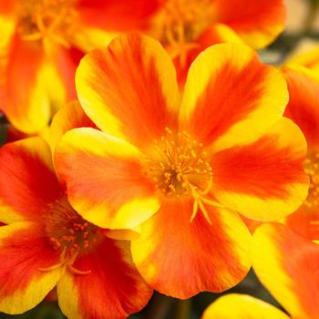 Portulaca oleracea Colorblast™ 'Orange Shandy' (276754)