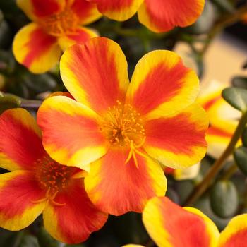 Portulaca oleracea 'Orange Shandy' 