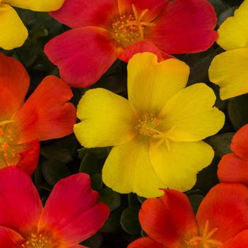 Portulaca oleracea 'Ole Caliente' 