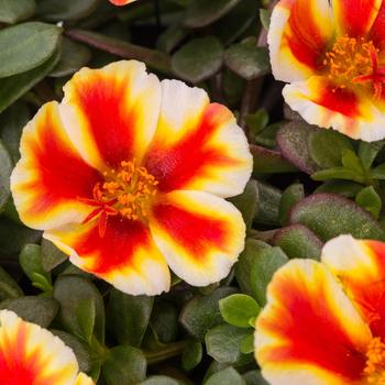 Portulaca oleracea 'Mango Mojito Improved' 