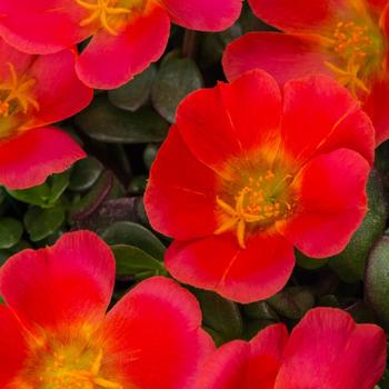 Portulaca oleracea 'Grenadine Improved' 