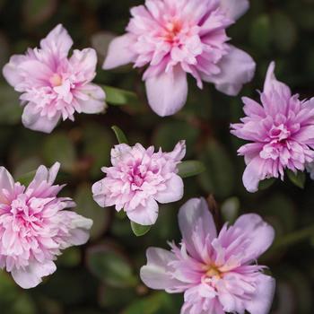 Portulaca oleracea