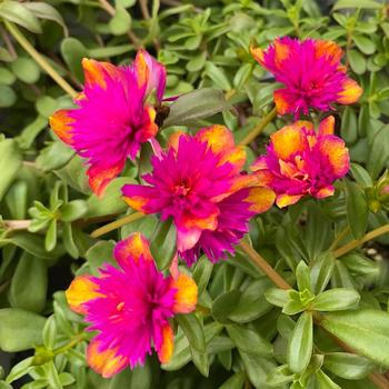 Portulaca oleracea 'Double Dragonfruit' 