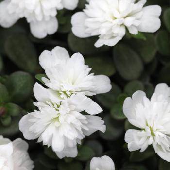 Portulaca oleracea 'Double Coconut' 