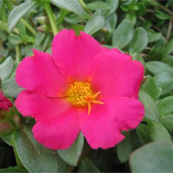 Portulaca grandiflora